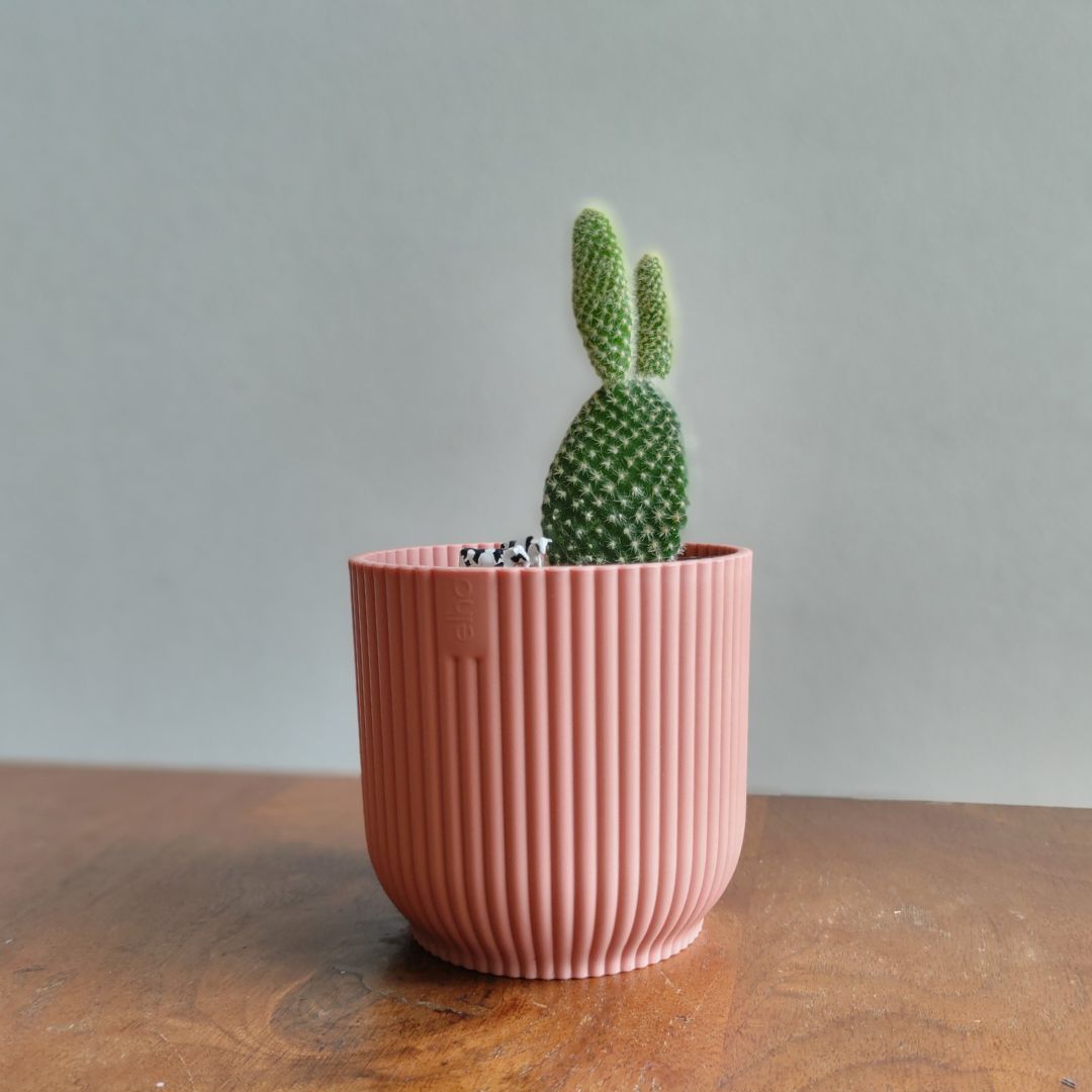 elho ȭ 9cm ꥵץ饹åݥå ԥ