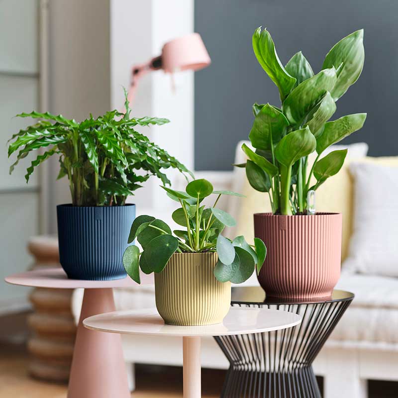 elho ȭ 9cm ꥵץ饹åݥå ԥ