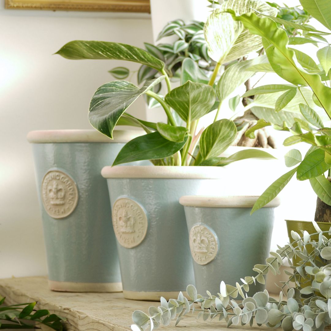 Kew Pots 󥸥ʥӥ֥롼 S ȭ 塼ݥå