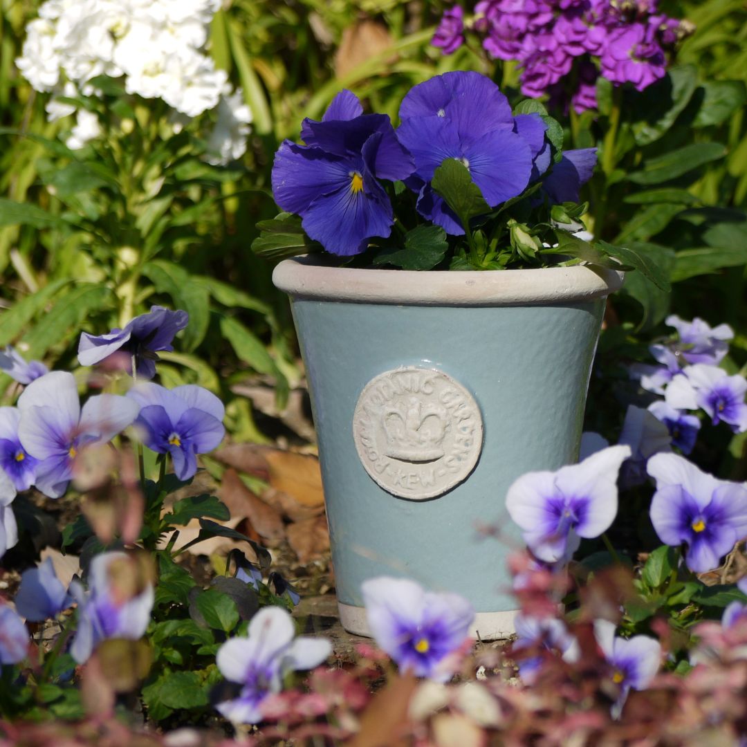キューガーデン フォールズ キューポット ブルーメット V Kew Garden フォールズキューポット | 雑貨・鉢 | 橋本種苗園