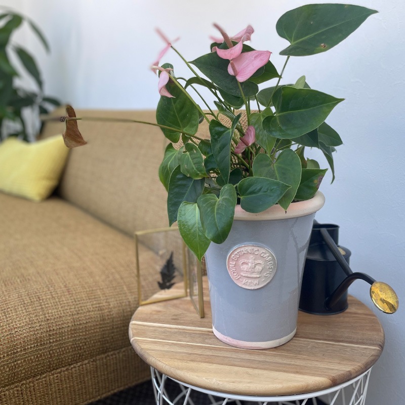 SALE10%OFFKew Pots 饤ȥ졼 L ȭ 塼ݥå