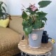 SALE10%OFFKew Pots 饤ȥ졼 L ȭ 塼ݥå