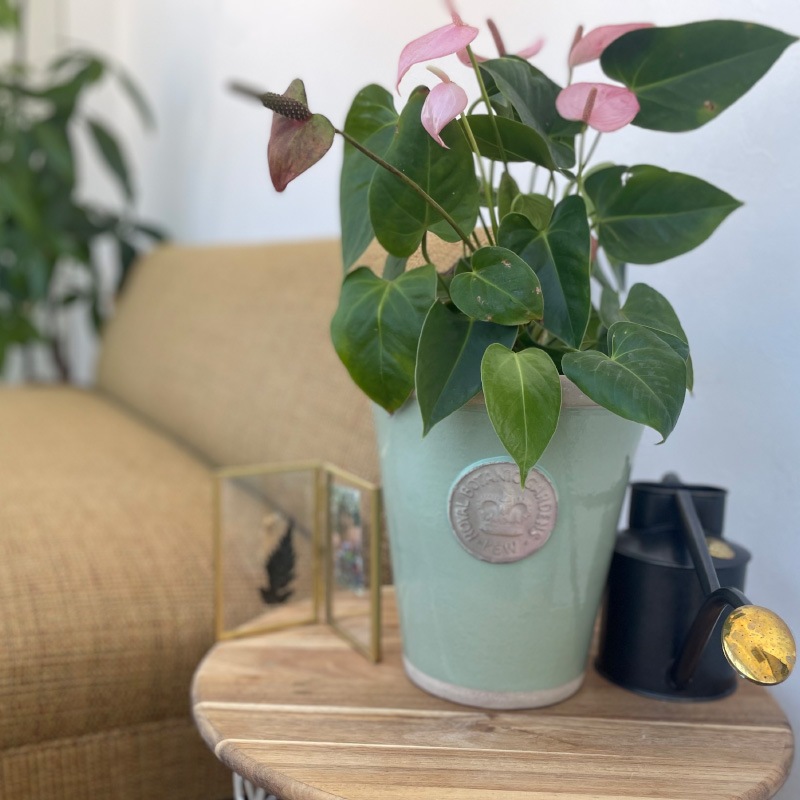 Kew Pots 㡼ȥ륰꡼ L ȭ 塼ݥå