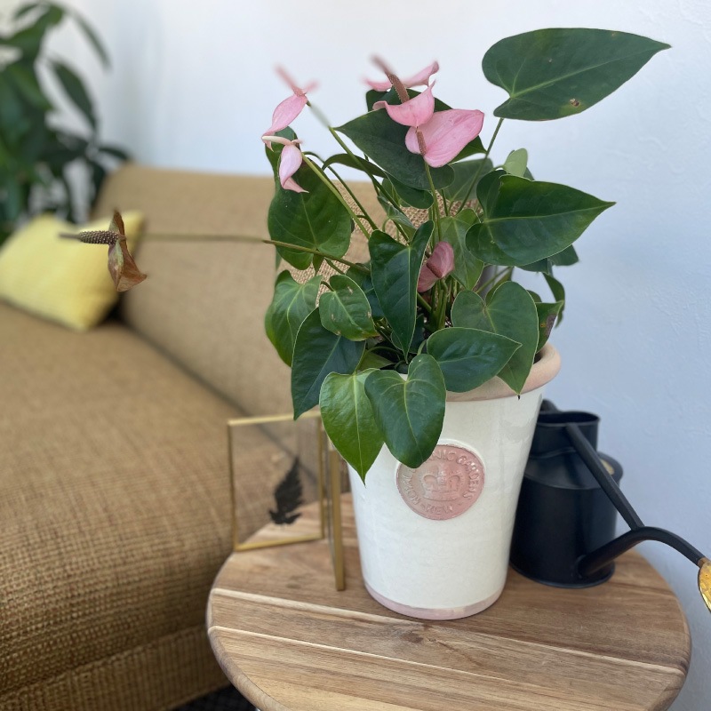 Kew Pots ܥ꡼ L ȭ 塼ݥå