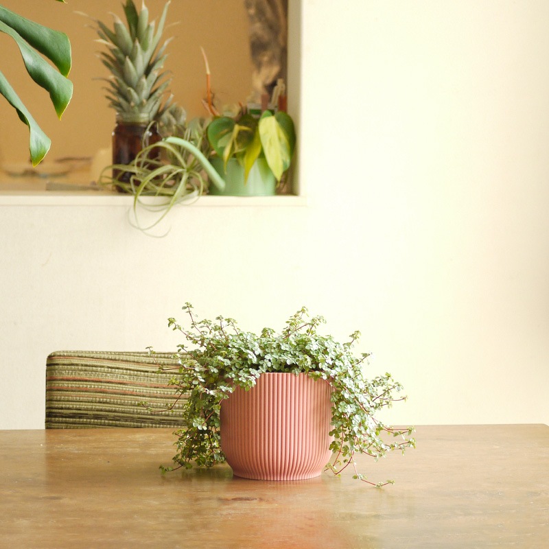 elho ȭ 14cm ꥵץ饹åݥå ԥ