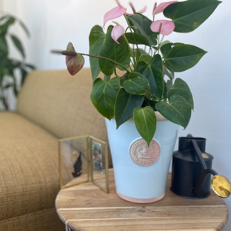 Kew Pots åå֥롼 L ȭ 塼ݥå