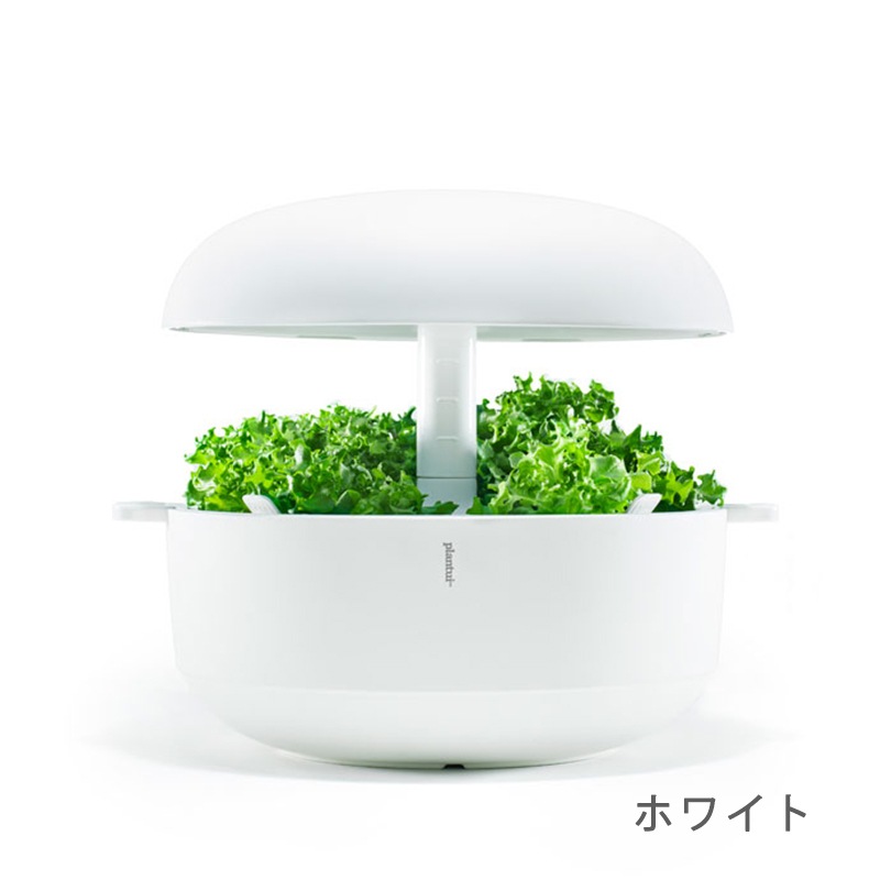 80OFFڽʡۼư̺ݴץȥ6ۥ磻