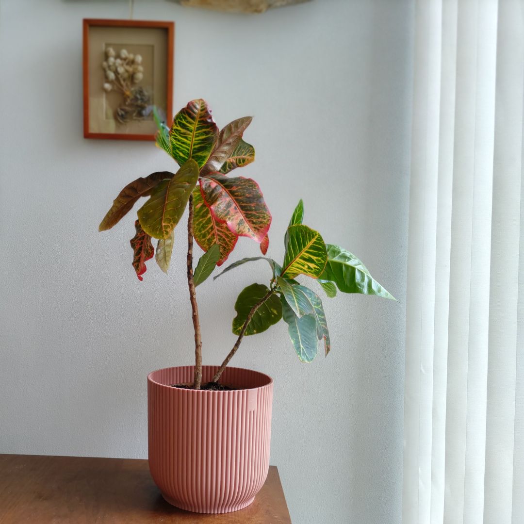 SALE10%OFFۡڥåȭդelho ȭ 22cm ꥵץ饹åݥå ԥ