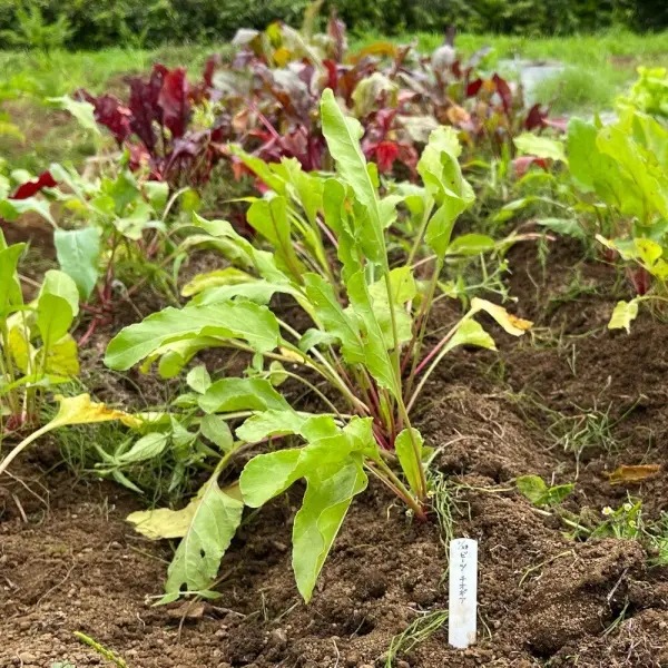 ͭ����� �ӡ��ġ��ӡ��ȡ�����������䡡�����������˥å������ɡ���ڤμ�