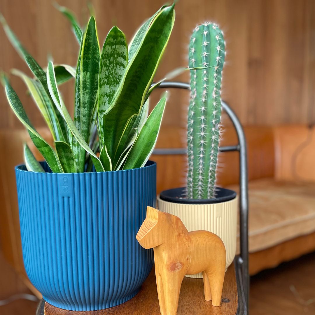 SALE10%OFFۡڥåȭդelho ȭ 22cm ꥵץ饹åݥå ֥롼