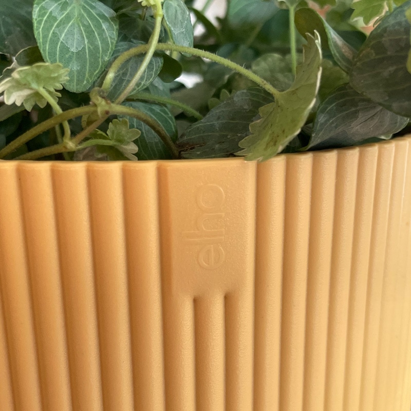 elho ȭ 16cm ꥵץ饹åݥå 