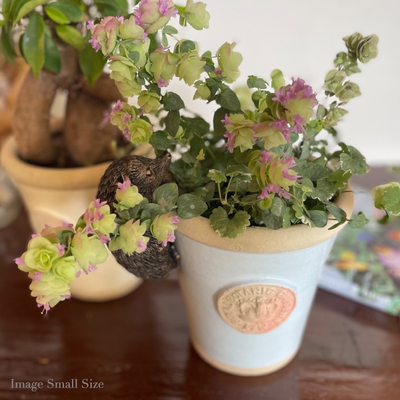 Kew Pots ���å����å��֥롼 M������ ����ȭ ���塼�ݥå�