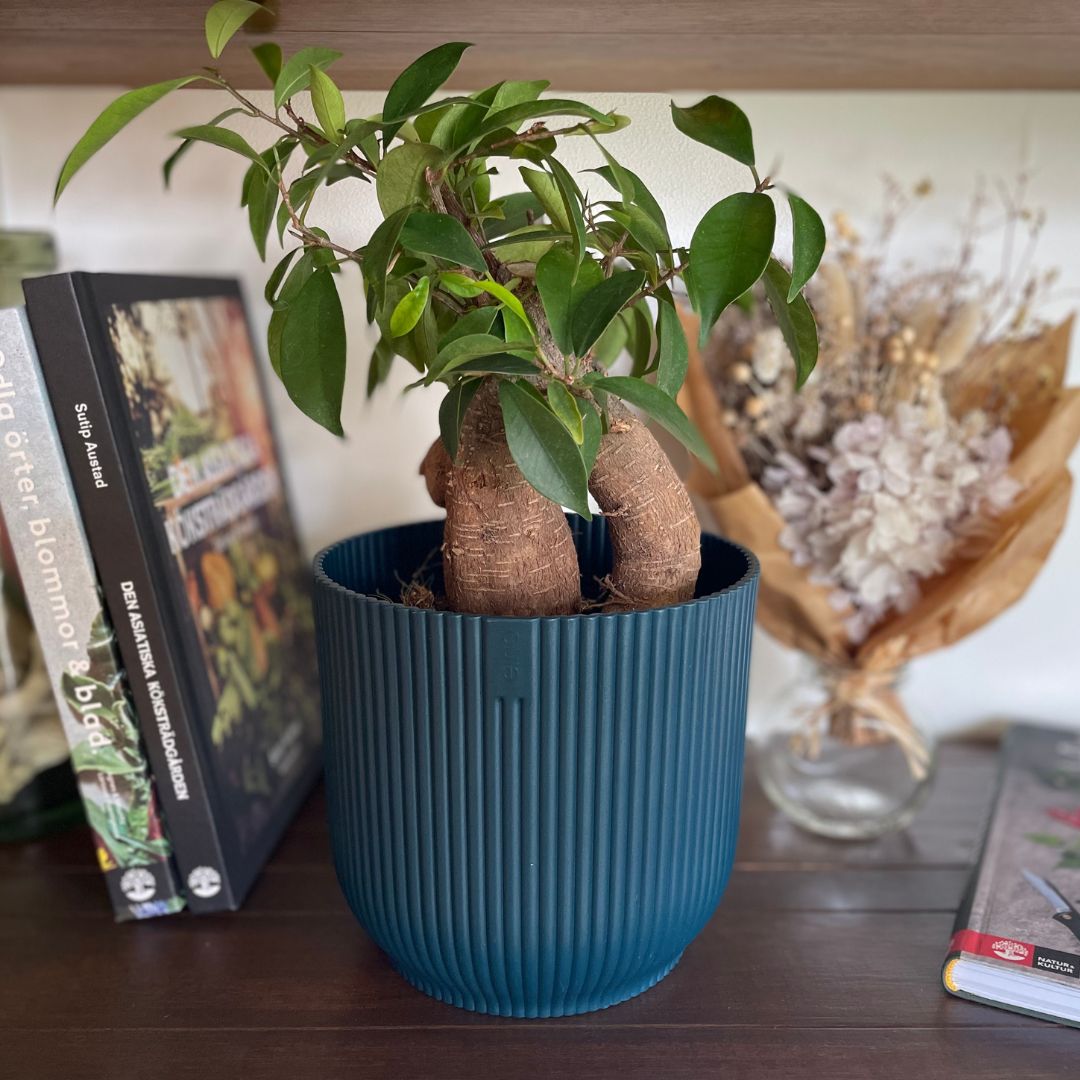 elho ȭ 16cm ꥵץ饹åݥå ֥롼