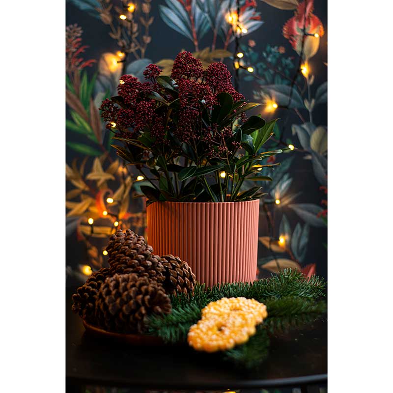 elho ȭ 25cm ꥵץ饹åݥå ԥ