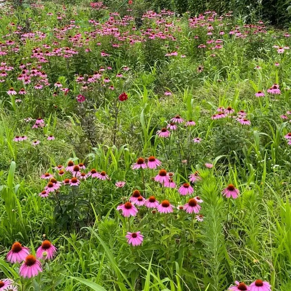 ͭ����� �����ʥ���/��饵���Х�󥮥��������񻺡��������˥å������ɡ��֤μ