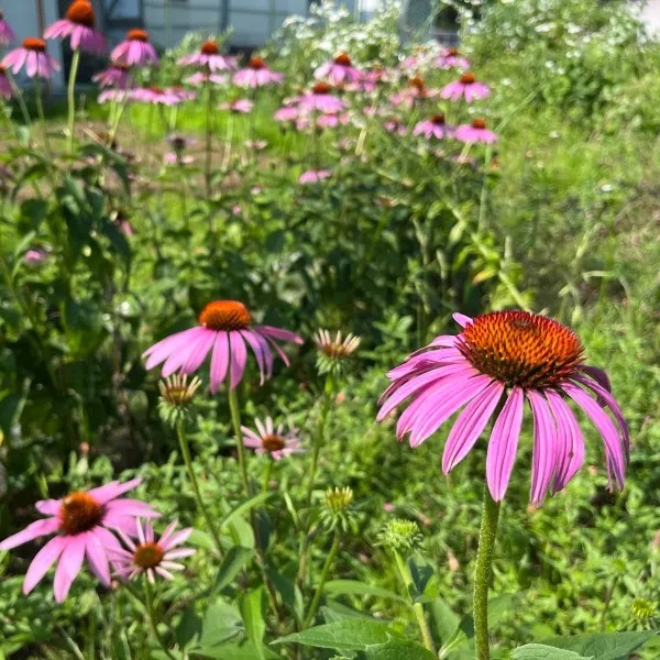 ͭ����� �����ʥ���/��饵���Х�󥮥��������񻺡��������˥å������ɡ��֤μ