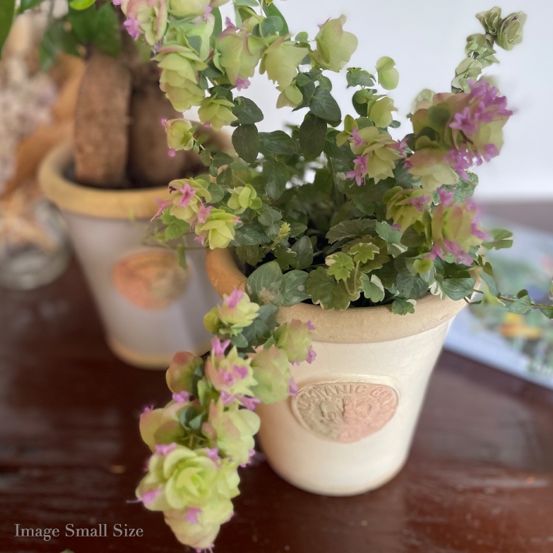 Kew Pots �����ܥ꡼ S������ ����ȭ ���塼�ݥå�