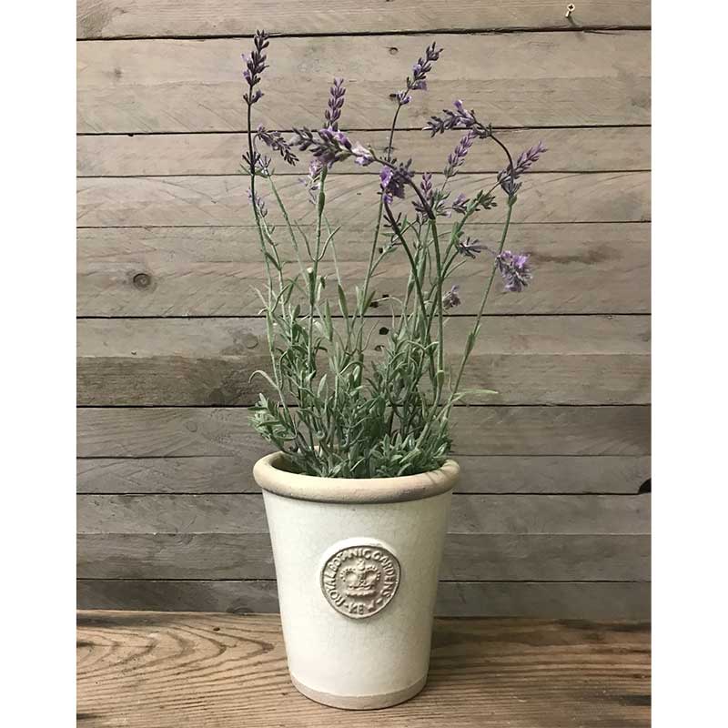 Kew Pots �����ܥ꡼ S������ ����ȭ ���塼�ݥå�