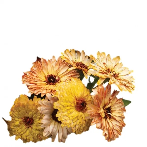 ͭ����� ����󥸥�顡<�ե�å���Хå��ߥå���>�������������˥å������ɡ��֤μ