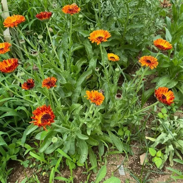 ͭ����� ����󥸥�顡<�ե�å���Хå��ߥå���>�������������˥å������ɡ��֤μ