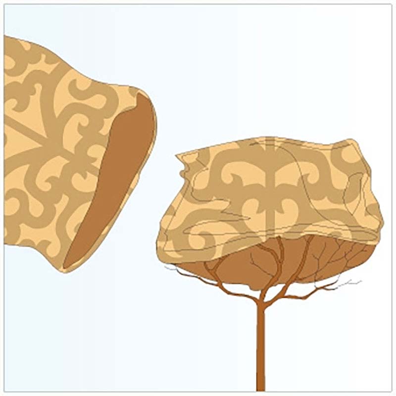 ��ʪ�ݸ�С����ʥ����롡S���������㡡���褱