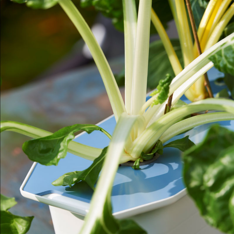 ŵȤʤ̺ݥåȡHarvy֥롼