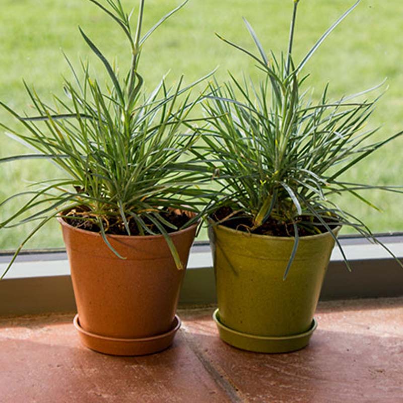 ڿʡȭ10cm5ĥåȡХ֡ݥåȡƥ饳å