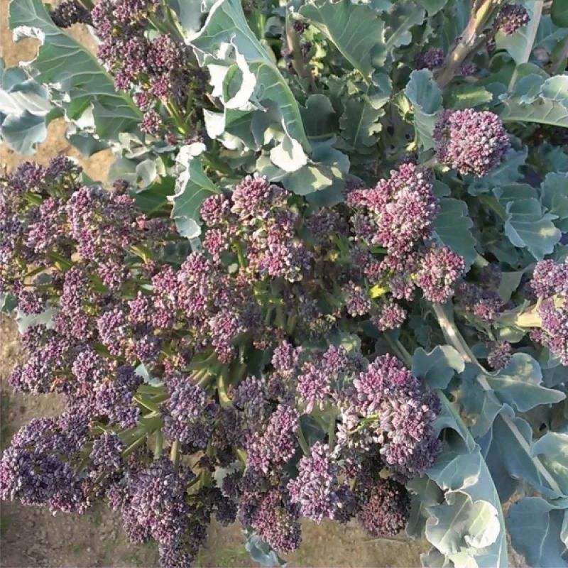 50��OFF�ڼ�ޤ�Ŭ�����۷ԥ֥��å��꡼��<�ѡ��ץ륵��ƥ�>��F1��������˥å������ɡ���ڤμͭ�����