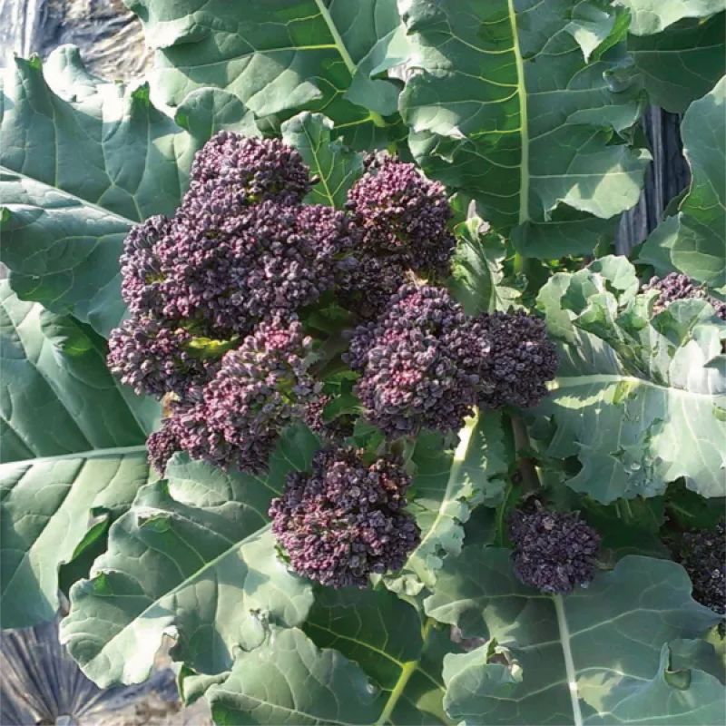 50��OFF�ڼ�ޤ�Ŭ�����۷ԥ֥��å��꡼��<�ѡ��ץ륵��ƥ�>��F1��������˥å������ɡ���ڤμͭ�����