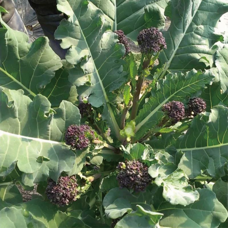 50��OFF�ڼ�ޤ�Ŭ�����۷ԥ֥��å��꡼��<�ѡ��ץ륵��ƥ�>��F1��������˥å������ɡ���ڤμͭ�����