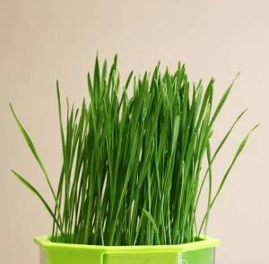 ͭ����� �ڥå��ѡ��ͥ������������������˥å������ɡ���ڤμ