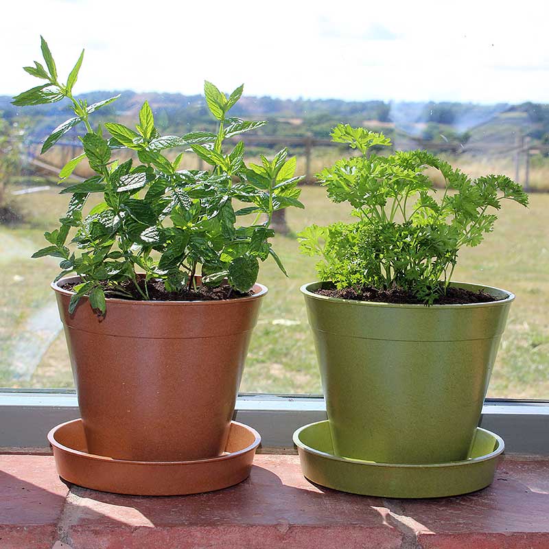 ڿʡȭ15cm5ĥåȡХ֡ݥåȡƥ饳å