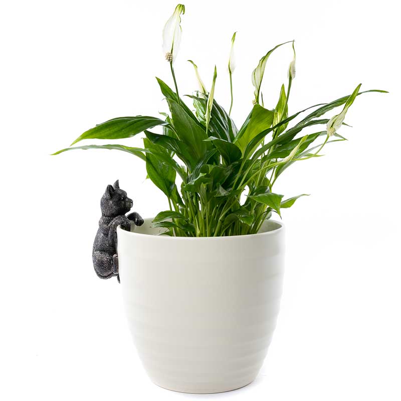 ȭ���֥�����ǭ�������ǥ󥢥������꡼��