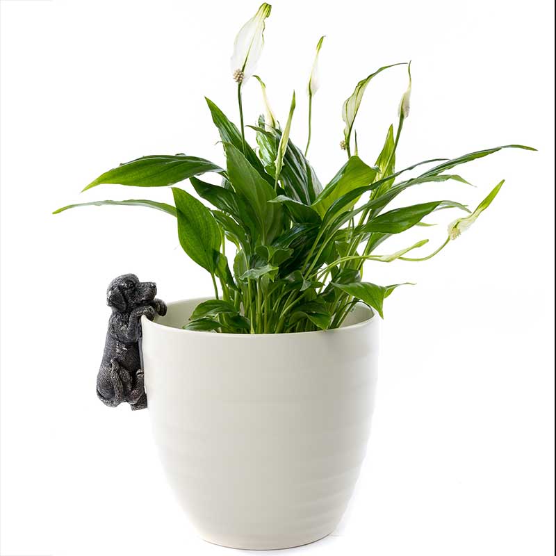 ȭ֥֥ɡ롡ǥ󥢥꡼