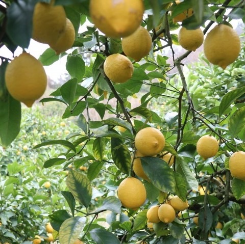 ҹ/ȤӤ޴̶ӥ󥱡 ʣˣȢ