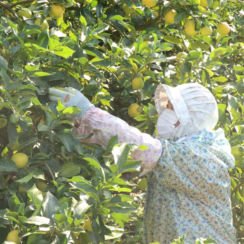 �ҹ���/�ȤӤ��޴��̶�����ӥ���եȥ��󥳡��饷���åף���