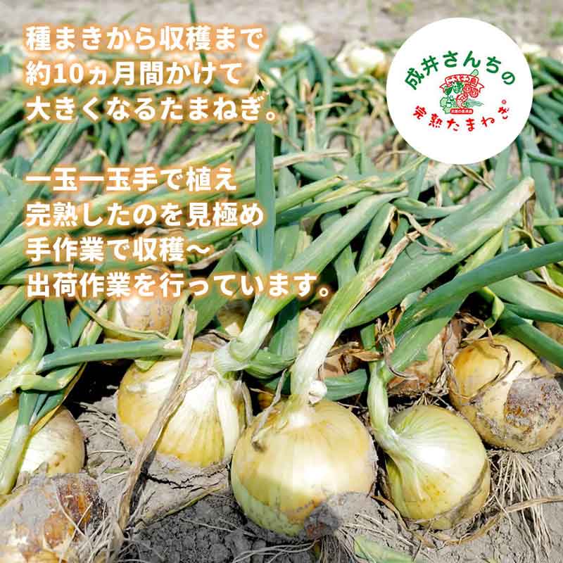 ʼ/롦ܥ̡ѥꥹ øϩ硡椵δϤޤͤäȤꥫ졼٤6ĥåȡ