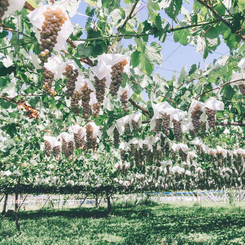 �Ҳ���/��˭�ա����ӥ��󥸥㡼�磻�󡡣����������20��̤�������ˤ����䤤�����ޤ����