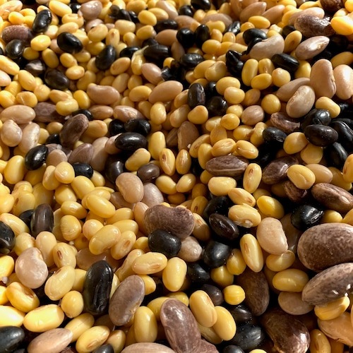 Ұɲ/GOOD MORNING FARMƦԥ륹