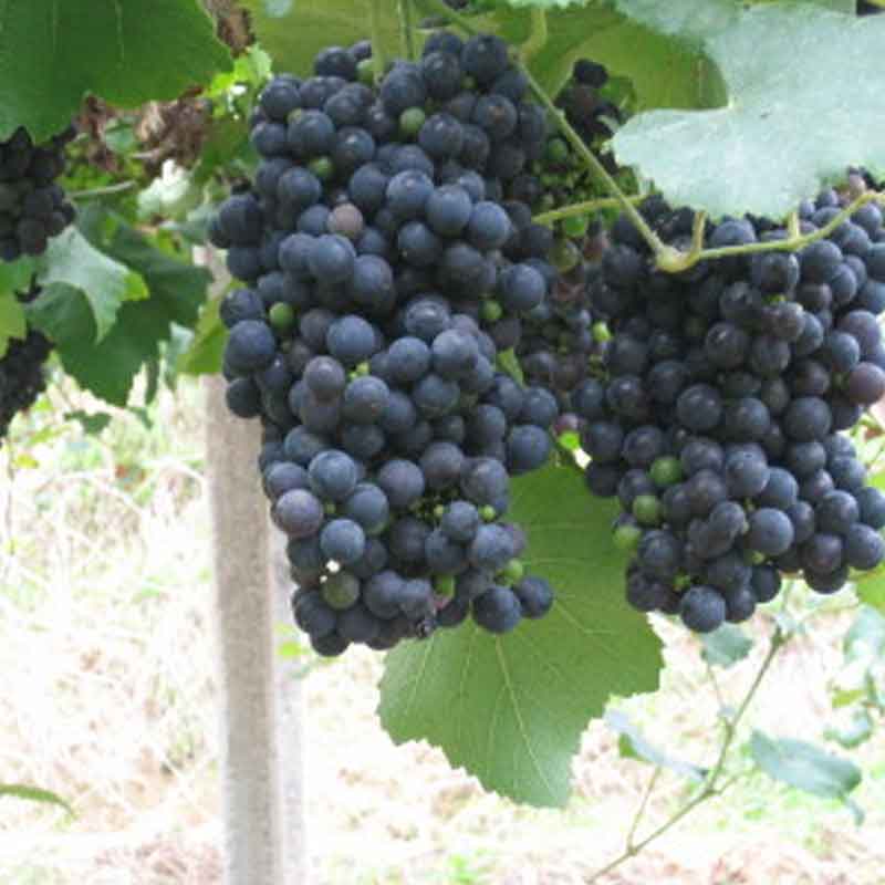 �ҹ���/���̤��磻��Ӥ��̤��磻��RED R�����磻���20��̤�������ˤ����䤤�����ޤ����