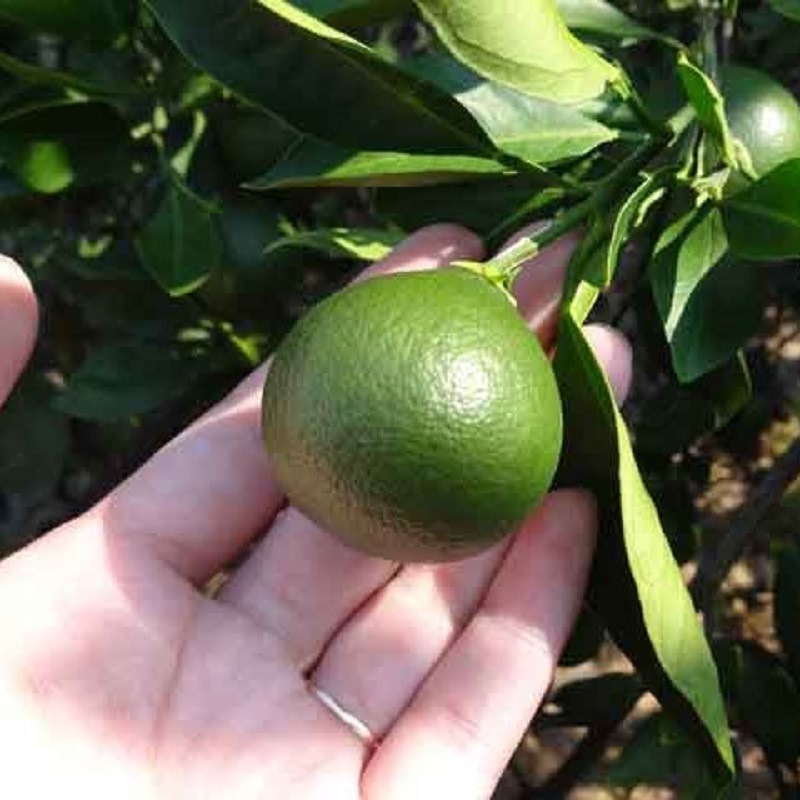 ²λ/ʡVirgin orange perfume dry (С󥪥󥸥ѥե塼ɥ饤ˡ20̤ˤ䤤ޤ