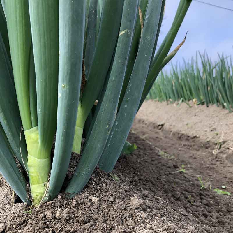 �ҹ���/AgriLoreLab���ӥͥ���ܥ�������ͥ������å�