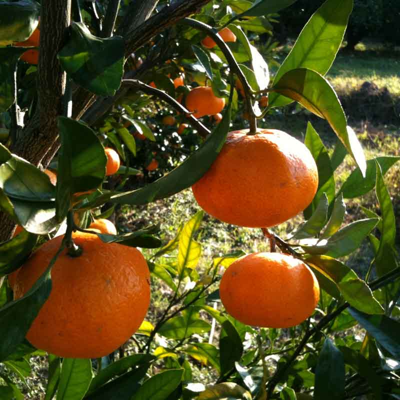 ҷ/Ĵ̡ӥɥ饤ߤǻܥå3