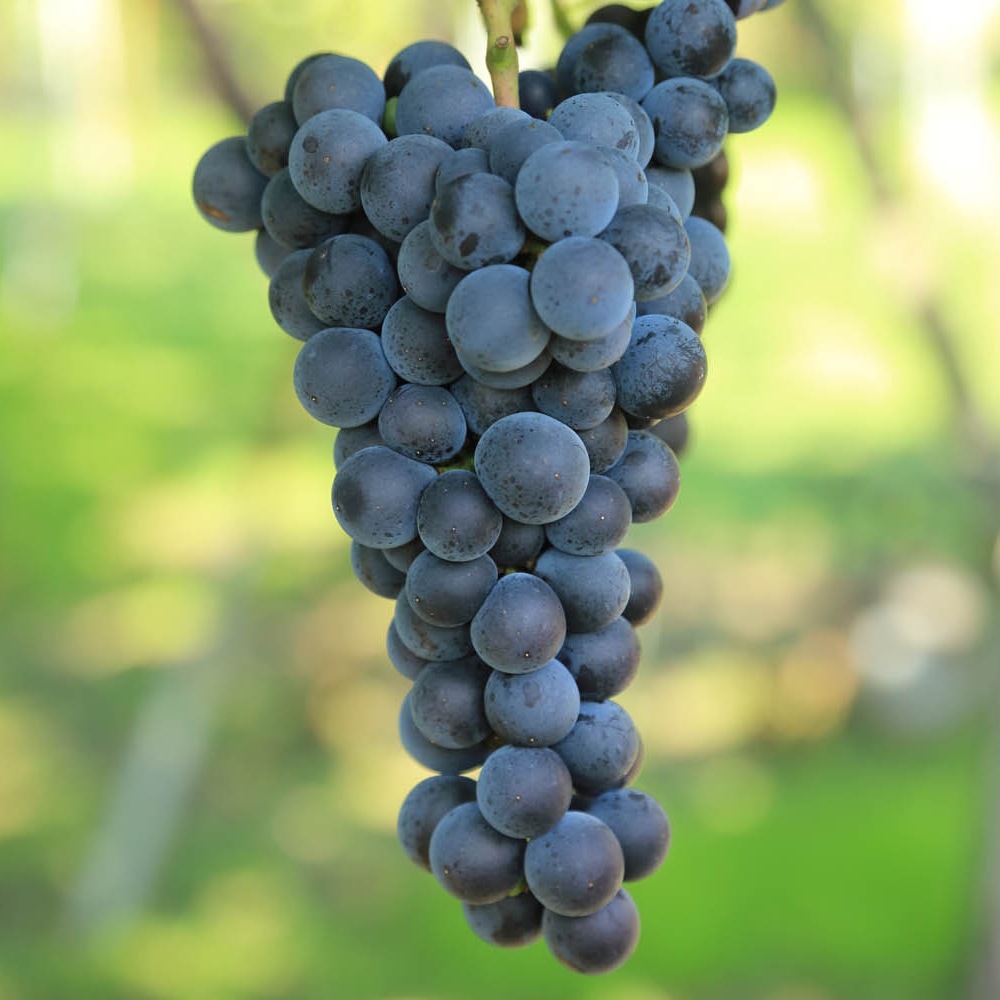 2025年 おたる初しぼりキャンベルアーリ赤 | 2025年収穫 | 北海道