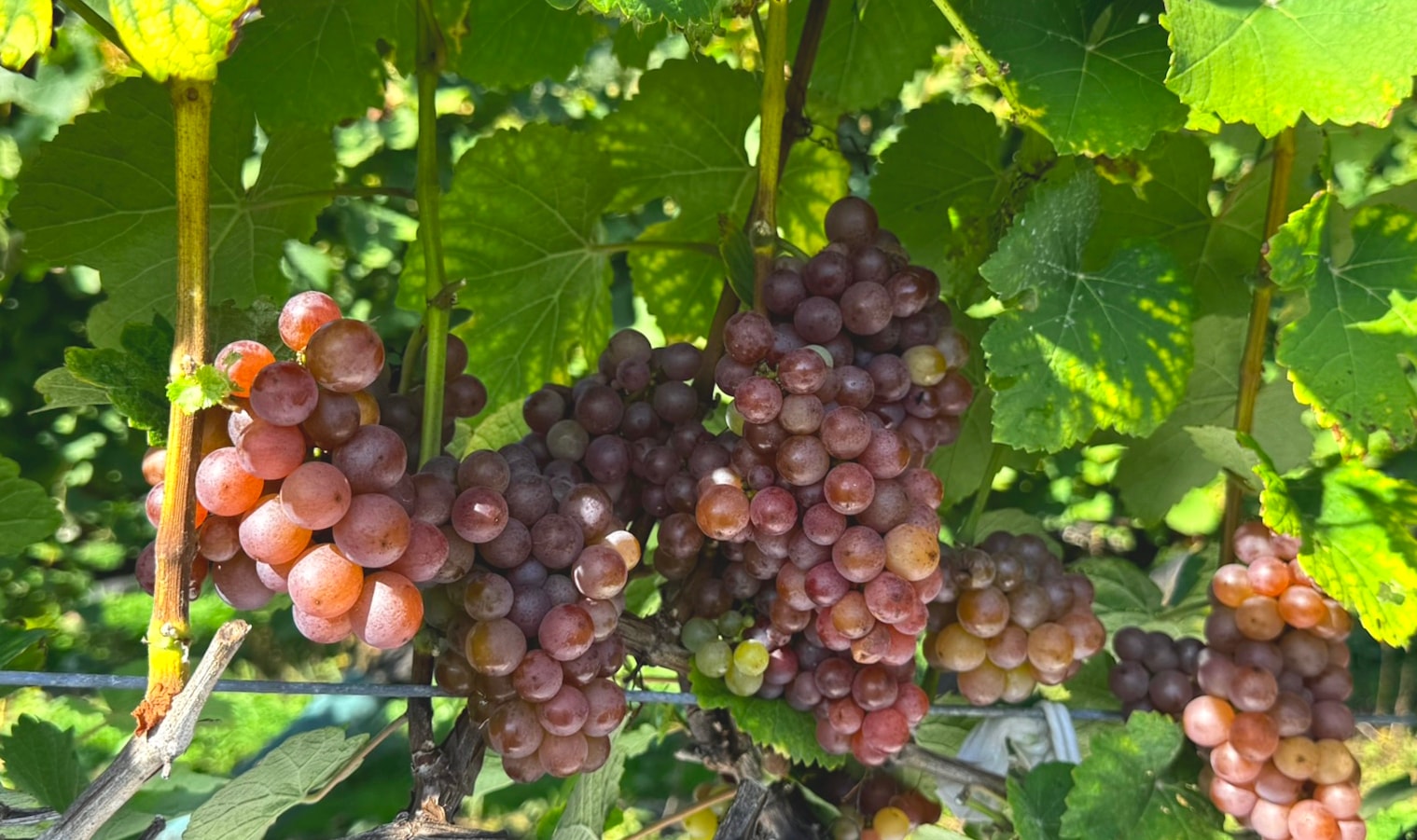 おたるゲヴュルツトラミネール 2024 | 白ワイン | 北海道ワイン株式