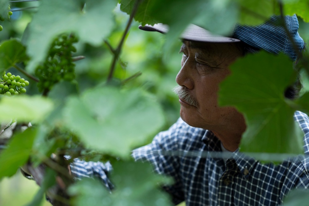 【aoi様】専用・緑/ベージュ≪フォロー割特価≫ 中古 ロエベ 二折財布 レディース ブランド LOEWE リピート コンパクト