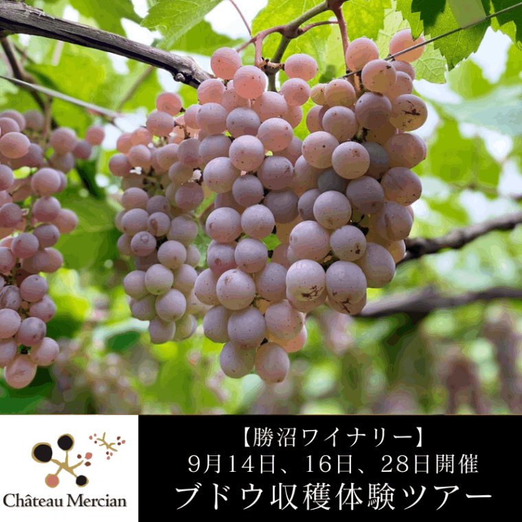 【終了】【勝沼ワイナリー】【9月14日、16日、28日開催】ブドウ収穫体験ツアー