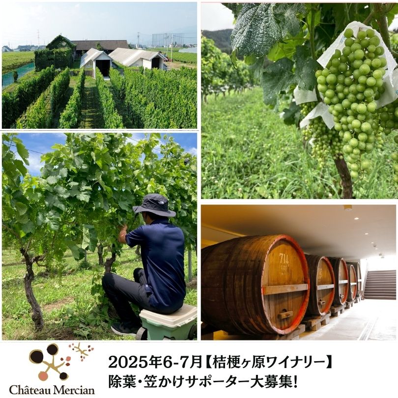 【桔梗ヶ原ワイナリー】2025年6-7月除葉・笠かけサポーター大募集！