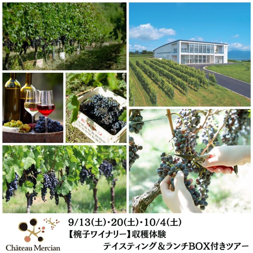 【終了】【椀子ワイナリー】9/13(土)・20(土)・10/4(土)収穫体験 テイスティング&ランチBOX付きツアー
