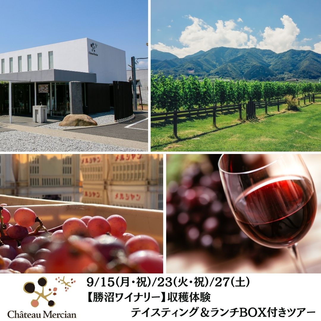 【終了】【勝沼ワイナリー】 9/15(月祝)・23(火祝)・27(土) 収穫体験 テイスティング&ランチBOX付きツアー